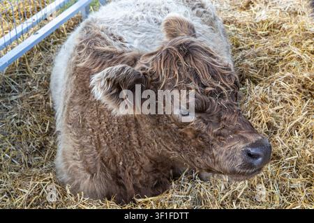 Galloway Rinderrasse für die Fleischproduktion Stockfoto
