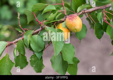 Nahaufnahme von zwei reifen Aprikosen, die an einem Ast hängen, umgeben von frischen grünen Blättern. Eine Frucht ist scharf im Fokus, während die zweite weich unscharf ist Stockfoto