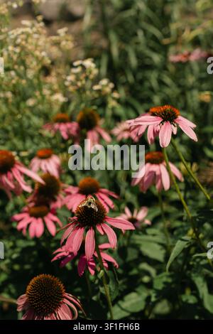 Eine Biene sammelt Nektar von einer rosa Sonnenhutblume Stockfoto