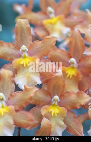 Zarte orangefarbene Tanzlady-Orchideen in Blüte Stockfoto