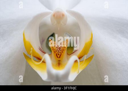Extrem Nahaufnahme einer wunderschönen weißen Orchidee Stockfoto