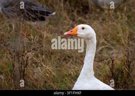 Eine häusliche weiße Gans mit auffälligen blauen Augen und einem orangefarbenen Schnabel steht aufmerksam in einem Feld mit trockenem Gras, wobei eine weitere Gans im Hintergrund sichtbar ist Stockfoto