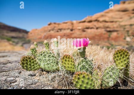 Blüte eines Opuntienkaktus blüht in der Wüste Stockfoto