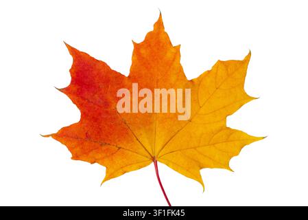 Helle orangefarbene Herbst-Ahornblatt isoliert auf weißem Hintergrund Stockfoto