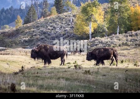 Amerikanische Bisonherde, die auf einer Herbstwiese in Yellowstone grast Stockfoto