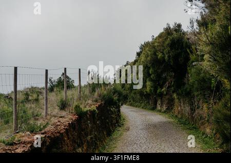Kopfsteinpflasterstraße windet sich durch üppige grüne Natur in der Nähe des Fanalwaldes Stockfoto
