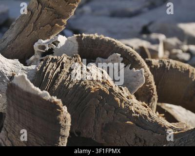 Nahaufnahme eines verwitterten Tierhorns, das Keratinschichten zeigt. Stockfoto