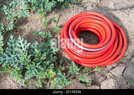 Neuer roter Gartenschlauch ordentlich auf kultiviertem Boden in einem Gemüsegarten aufgewickelt. Grüne Wassermelonenpflanzen umgeben den Schlauch und veranschaulichen die Bewässerung, Garten Stockfoto