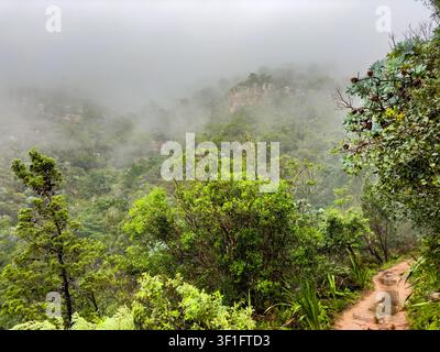 Geheimnisvoller Wanderweg durch dichten Bergwald in Kapstadt, Südafrika Stockfoto