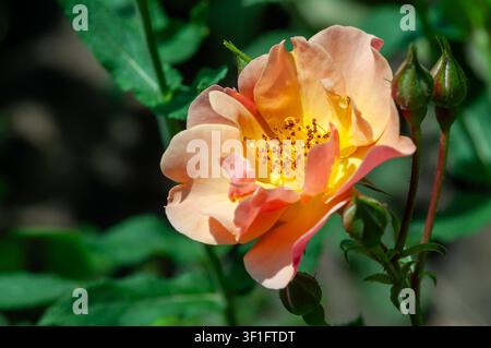 Eine zarte pfirsichfarbene Rose, die in Sonnenlicht gebadet ist, ihre Blütenblätter öffnen sich sanft und enthüllen einen lebendigen gelben Mittelpunkt. Der Hintergrund ist sanft verschwommen, wodurch der Fokus auf die Blume gelenkt wird. Stockfoto