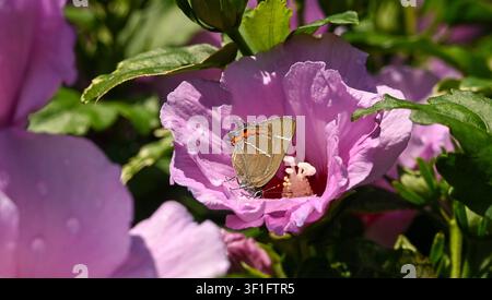 Weißbuch-Hairstreak (Strymonidia w-album) Schmetterling, der während des Sommers in einem kleinen städtischen Garten in Brighton, Sus, auf einem rosafarbenen Hibiskus in voller Blüte ruht Stockfoto