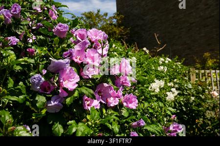 Rosa Hibiskus in voller Blüte im Sommer in einem kleinen städtischen Garten in Brighton, Sussex, UK Juli 2026 Stockfoto