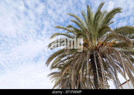 Niedrigwinkelaufnahme einer großen Dattelpalme mit grünen Wedeln und gelben Früchten unter einem schönen blauen Himmel, der mit weißen Wolken gefüllt ist. Stockfoto