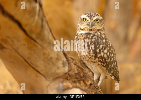 Bodenleierkatze, die auf einem Baumstamm im Zoo Budapest, Ungarn, sitzt Stockfoto