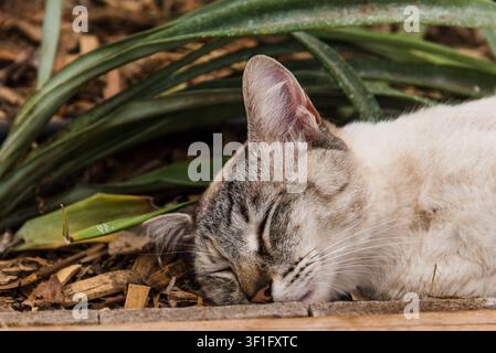 Eine rotbraune getigerte Katze liegt zusammengerollt auf einer strukturierten kastanienbraunen Oberfläche und sieht entspannt und zufrieden aus. Stockfoto