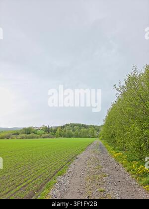 Landstraß führt durch grüne Felder unter einem dramatischen bewölkten Himmel. Friedliche ländliche Landschaft bei natürlichem Tageslicht. Stockfoto
