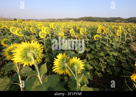 Hohe Blickwinkelaufnahme eines Sonnenblumenfeldes mit von den Blütenköpfen weg gerichteten Blüten Stockfoto