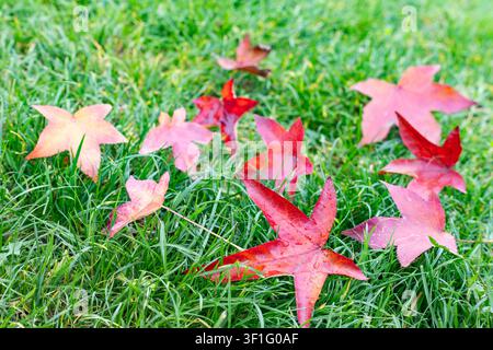 Rote Herbstblättern des Liquidambarbaums mit Wassertropfen, die auf üppigem grünem Gras in der saisonalen Natur verstreut sind Stockfoto