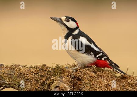 Männlicher Buntspecht (Dendrocopos major) auf einem moosigen Ast, Seitenansicht. Wildtierfotografie. Stockfoto