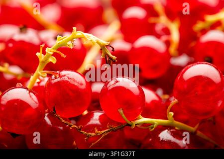 Nahaufnahme von roten Johannisbeeren. Die Beere ist in Westeuropa heimisch, wird weit verbreitet angebaut und ist in vielen Regionen in die Wildnis entkommen. Stockfoto