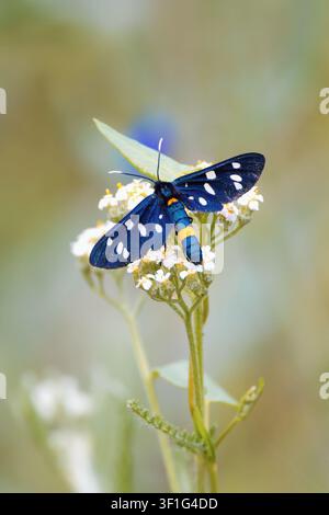 Wunderschöne Sommerm Szene mit Neunpunkt-Motte. Amata phegea Stockfoto