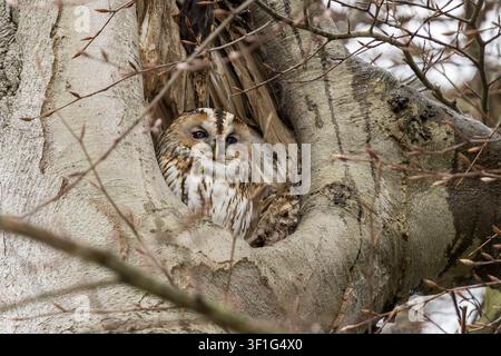 Raufußkauz im Wald Stockfoto