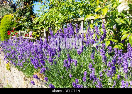 Tealby, Lincolnshire, UK, England, Eine lebendige Gartenszene mit dichtem Lavendel in voller Blüte, der entlang einer Steinmauer wächst, mit blättrigen Pflanzen Stockfoto