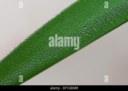 Nahaufnahme einer Aloe-Vera-Pflanze mit Tautropfen auf ihrem Körper Stockfoto