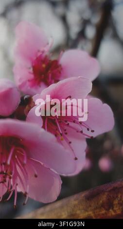 Nahaufnahme eines Pfirsichbaums in voller Blüte. Pfirsichblüten in voller Blüte. Stockfoto