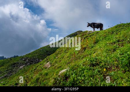 Dayara Bugyal Uttarakhand, Indien. Schwarze Kuh steht auf einem steilen grünen Berghang unter einem dramatischen bewölkten Himmel. Friedliche Alpenlandschaft mit frischem G Stockfoto