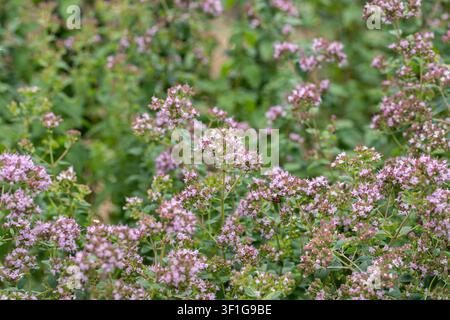 Oreganopflanzen in Blüte (Origanum vulgare). Stockfoto