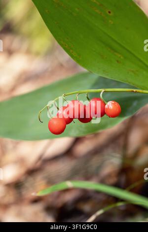 Giftige rote Beeren der Maiglöckchen (Convallaria majalis). Stockfoto