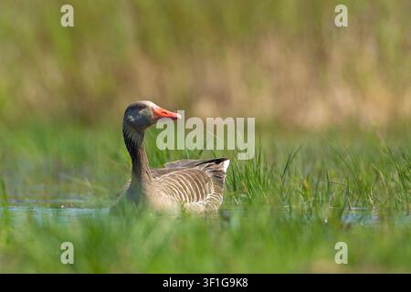 Graugans (Anser anser) steht im flachen Wasser auf einer überfluteten grünen Wiese, Seitenansicht. Wildtierfotografie Stockfoto