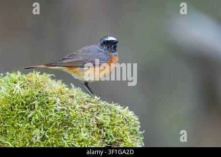 Männlicher Gartenrotschwanz (Phoenicurus phoenicurus) auf einem üppigen moosigen Hügel, Seitenansicht. Wildtierfotografie Stockfoto