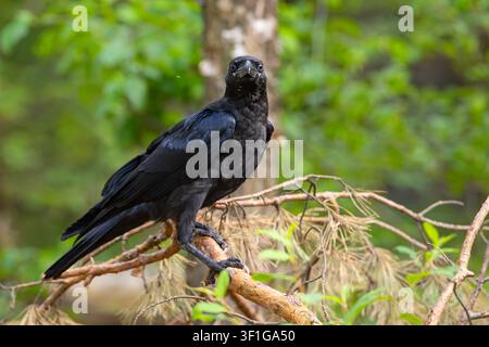 Eisvogel (Corvus corax) sitzt auf einem Kiefernzweig und blickt zur Kamera, Seitenansicht. Wildtierfotografie Stockfoto