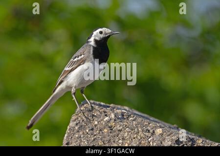Weißer Bachläufer (Motacilla alba) auf einer Betonmauer, Seitenansicht. Wildtierfotografie. Stockfoto