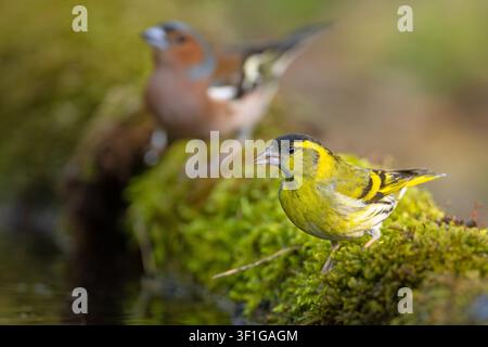 Männlicher Birkenzeisig (Spinus spinus) sitzt auf einem moosigen Ufer mit einem unscharfen Buchfink im Hintergrund, Seitenansicht. Wildtierfotografie. Stockfoto