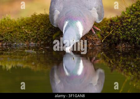 Häufiger Ringeltaube (Columba palumbus) trinkt Wasser aus einem Teich mit klarer Spiegelung, Nahaufnahme. Wildtierfotografie. Stockfoto