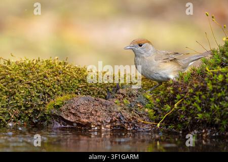 Weibliche Schwarzkehlchen (Sylvia atricapilla) auf einem Ast sitzend, Seitenansicht. Wildtierfotografie. Stockfoto