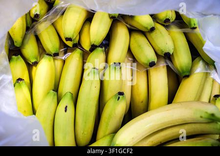 London UK, 13. Juli 2026, Hochwinklige Nahaufnahme, die auf eine Einzelhandelsauslage mit frischen reifen gelben Bananen in einem Supermarkt hinunterschaut, ohne Menschen Stockfoto