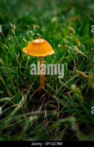 Kleiner orangefarbener gemeiner Kegelhut (Pholiotina rugosa) Pilz, der im Gras im Himalaya von Uttarakhand unter weichem natürlichem Licht wächst Stockfoto