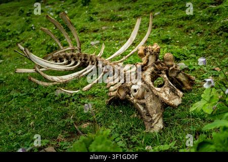 Kuh-Tierskelett mit Schädel und Rippen, das auf grünem Gras im Freien in den Uttarakhand-Himalayas liegt und den natürlichen Verfall in der Waldumgebung zeigt Stockfoto