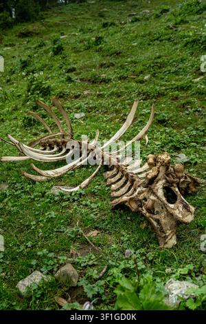Kuh-Tierskelett mit Schädel und Rippen, das auf grünem Gras im Freien in den Uttarakhand-Himalayas liegt und den natürlichen Verfall in der Waldumgebung zeigt Stockfoto