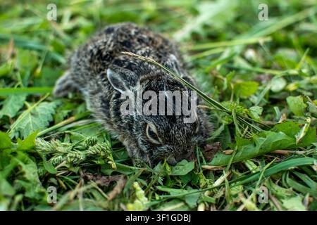 Kleines süßes Babyhäschen versteckt sich im üppigen grünen Gras Stockfoto