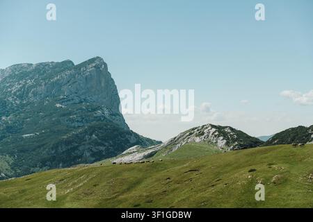 Rinder grasen auf alpinen Wiesen unter dramatischen Kalksteinklippen im Nationalpark Durmitor, Montenegro. Friedliche Bergweide erstreckt sich Stockfoto
