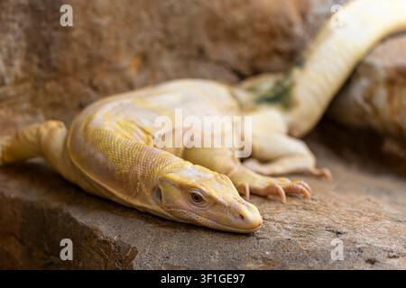Ein albino Asiatischer Wassermonitor (Varanus salvator) mit blassen Schuppen und charakteristischen rosa Augen. Stockfoto