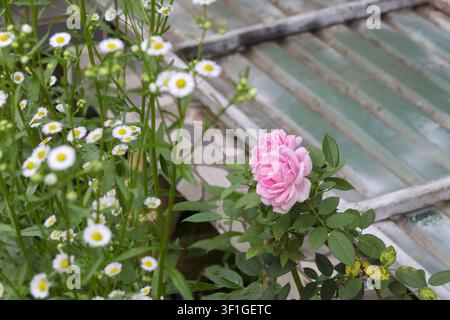 Eine rosa Gartenrose umgeben von kleinen weißen Gänseblümchen und grünen Blättern in der Nähe eines verwitterten Metallfensterrahmens, weiches natürliches Licht und sanfte Romantik Stockfoto