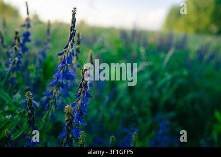 Lila Erbsenblüten stehen hoch in einer lebendigen grünen Wiese im Sommer, mit Tautropfen, die an den Blütenblättern haften, und betonen natürliches Wachstum und landwirtschaftliche Themen Stockfoto