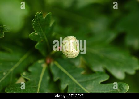 Junge Frucht der Englischen Eiche (Quercus robur), die sich vor tiefem, weichem Blattgrund entwickelt Stockfoto