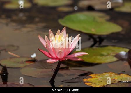 Eine Seerose blüht auf der Oberfläche eines Teiches, umgeben von grünen Seerosenblättern. Die Szene zeigt natürliche Schönheit in einem Gartenhabitat. Stockfoto